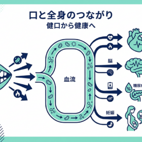 歯→血流→心臓・脳・糖尿病・妊娠をシンプルな矢印でつないだ図解。